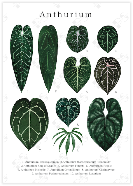 Captivating botanical poster featuring ten distinct Anthurium leaves, accompanied by a legend at the bottom.